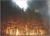 APPLICATION AREA: Forest Fire